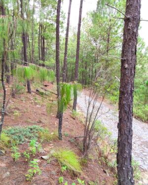 FUERA DE LA ZONA METROPOLITANA- LOTE RANCHO MAZATI